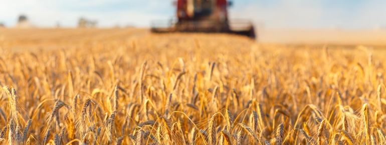 image for barley