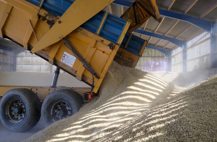 Photo of truck dumping barley 